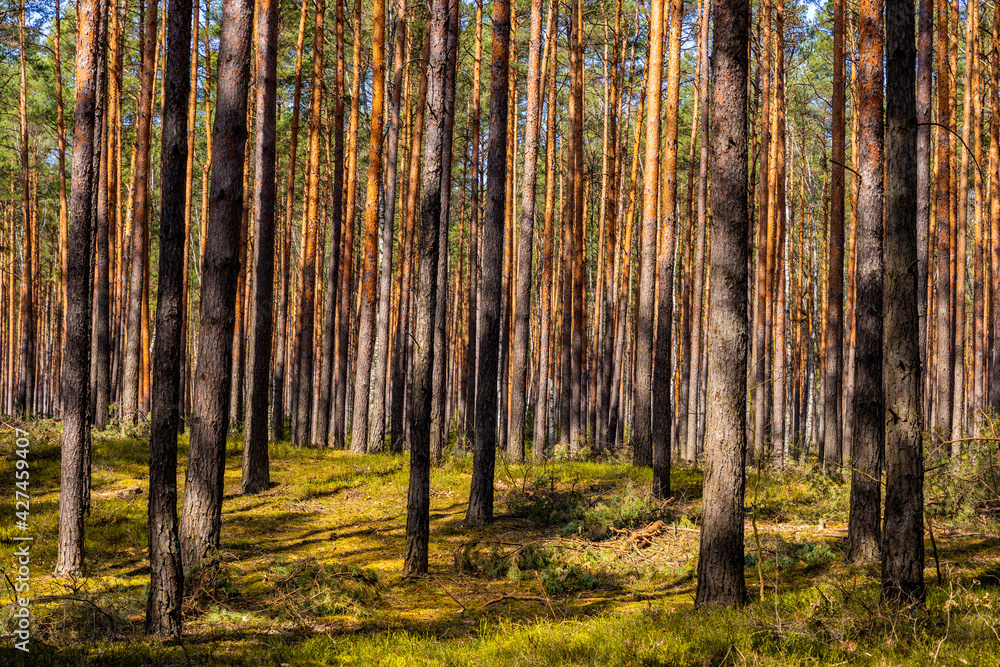 Obraz premium Early spring wood sunny landscape of mixed thicket beginning vegetation season in Kampinos Forest in Palmiry near Warsaw in Mazovia region of central Poland