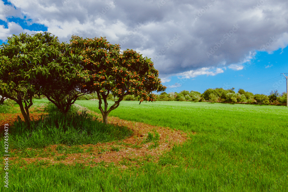 Obraz premium Campo Arbol Naranjas Mallorca
