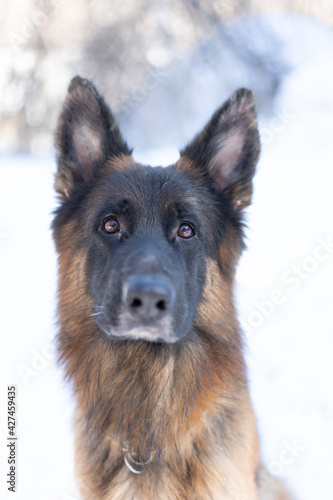 Muzzle of a German shepherd close-up. Sheepdog with protruding tongue. Sheepdog ana walk in the park. photo