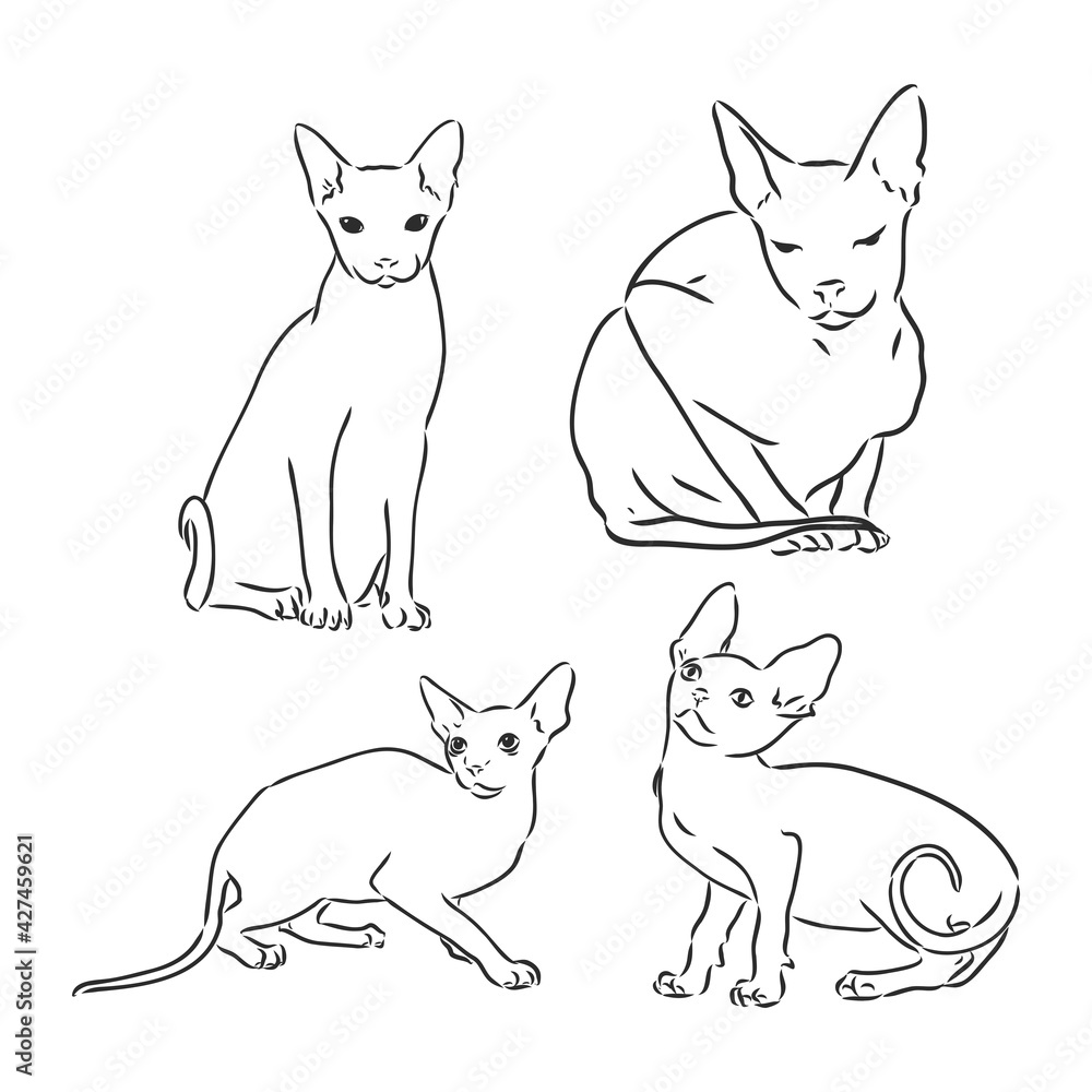 Hand drawn portrait of cute Sphinx cat. Vector illustration isolated on white