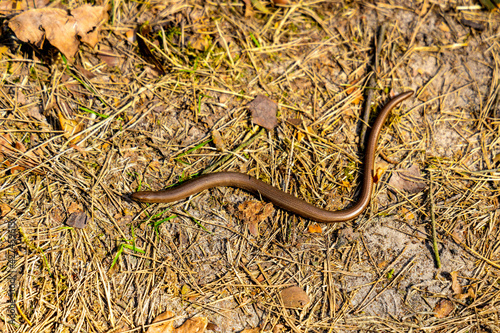Single Deaf Adder - latin Anguis fragilis - known also as slowworm, blindworm or long-cripple reptile legless lizard in early spring season in Kampinos Forest in Mazovia region of central Poland