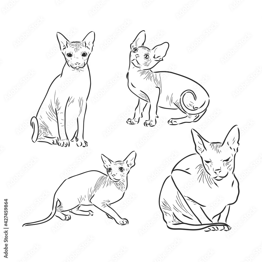 Hand drawn portrait of cute Sphinx cat. Vector illustration isolated on white