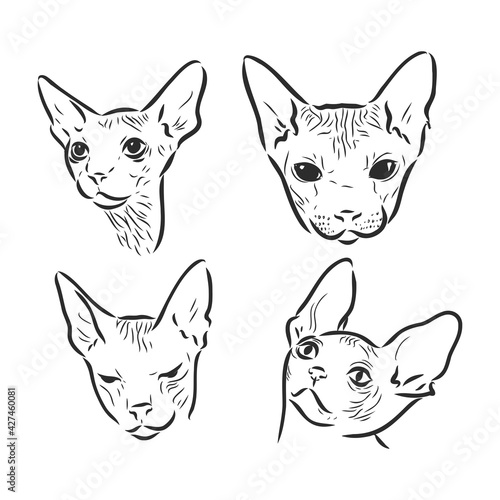 Hand drawn portrait of cute Sphinx cat. Vector illustration isolated on white