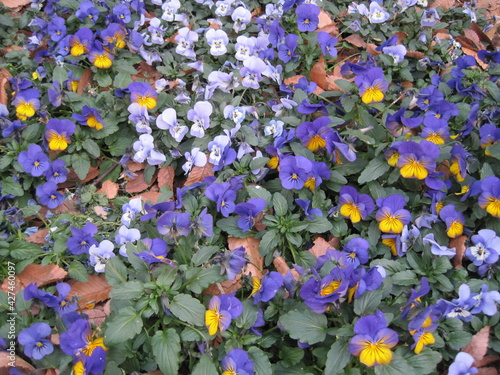 Various kinds of purple viola flowers. 