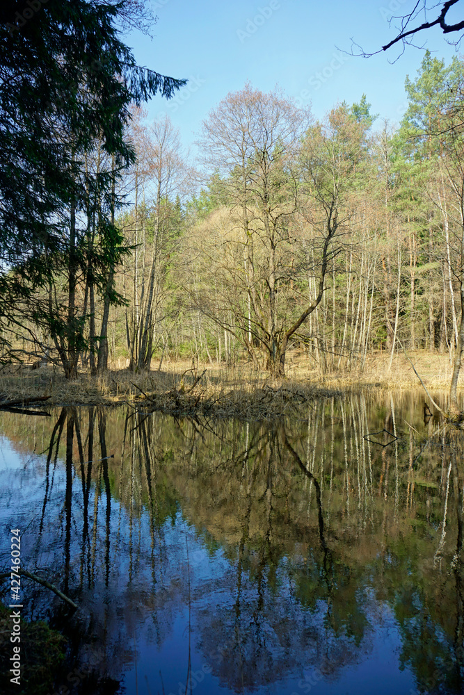 Belarusian landscape. A solid spring day in April. Forest river Vyacha. Reflection in water. Trees on the shore