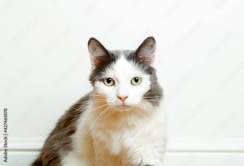 Portrait of a funny domestic cat on the banner background of an empty white wall. The look and eyes of a pretty cat