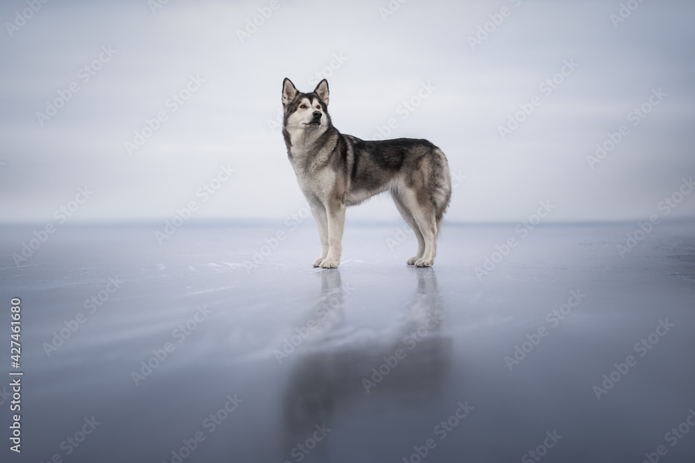 Naklejka premium Malamute stands on the ice like a wild wolf