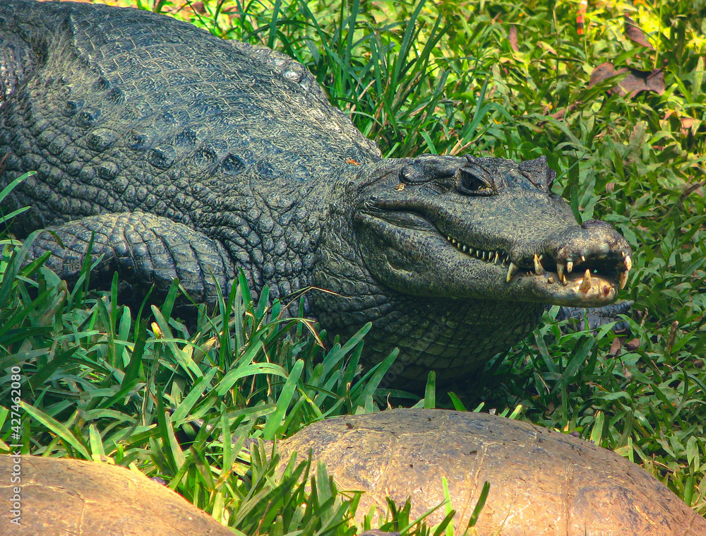 Obraz premium Hermoso cocodrilo