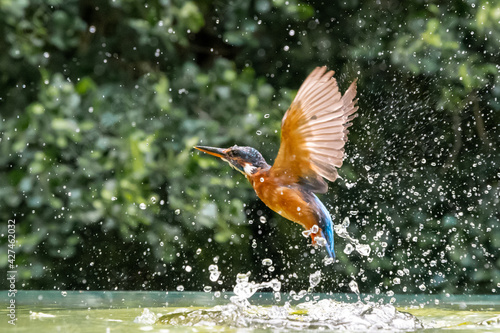 Kingfisher (Alcedo atthis) flying after emerging from a dive into water © Mark Hunter