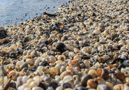 seashell beach by the sea © Наталья Вихтевская