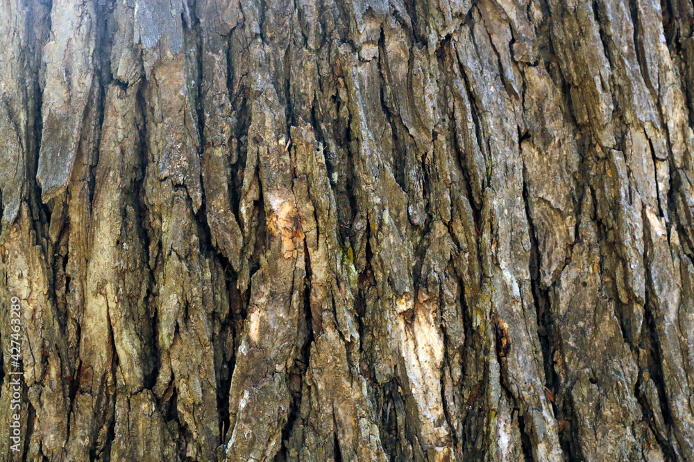 Tree Surface Wooden Background Closeup Tree Surface Wooden Background Closeup