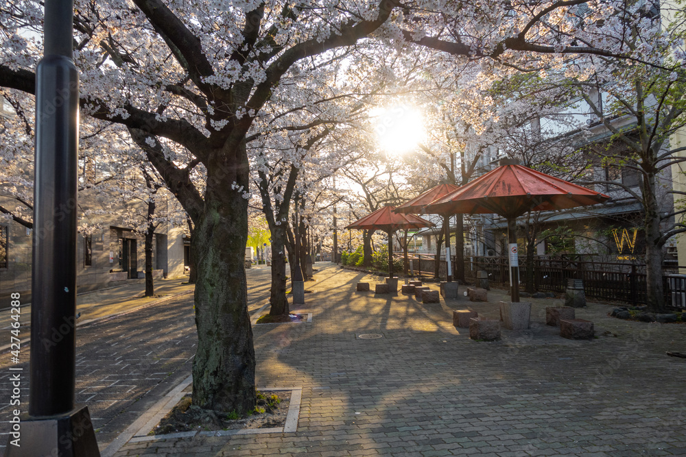 日本 京都 祇園白川の春と桜景色