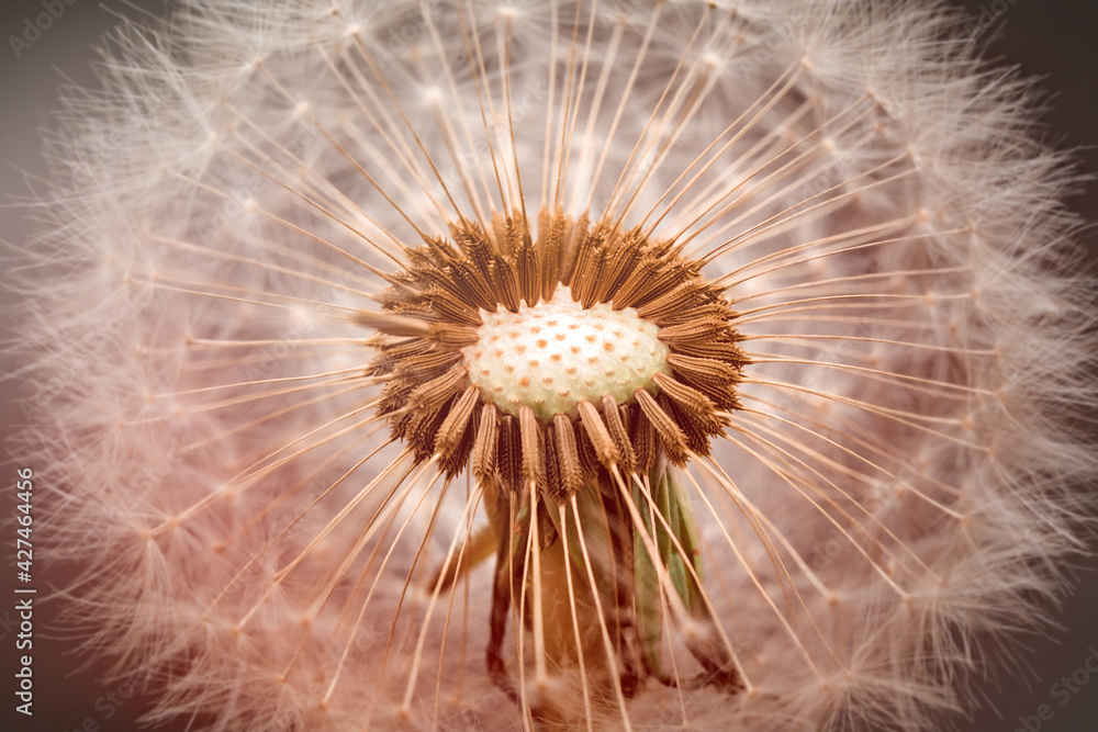 Naklejka premium dandelion