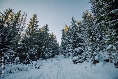 Snow covered pine trees on a mountain road  © Kinga
