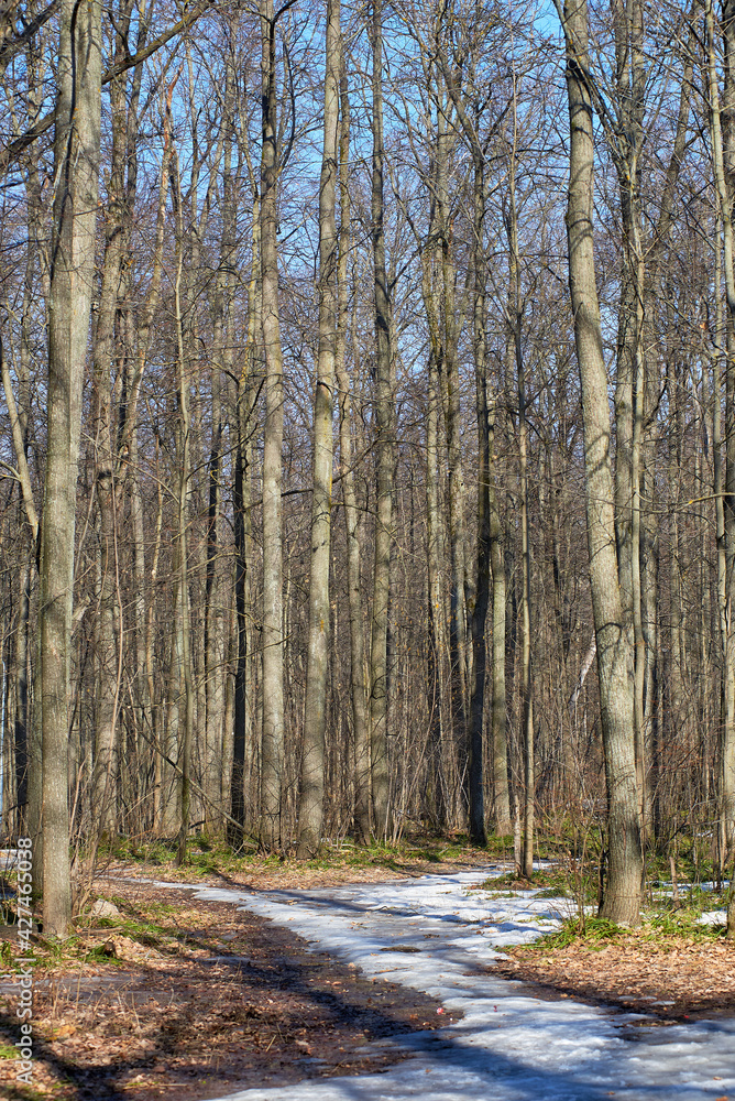 Spring in the forest. Trees against the blue sky, melting snow, the first grass on the thawed ground. Spring in the forest. Trees against the blue sky, melting snow, the first grass on the thawed ground.