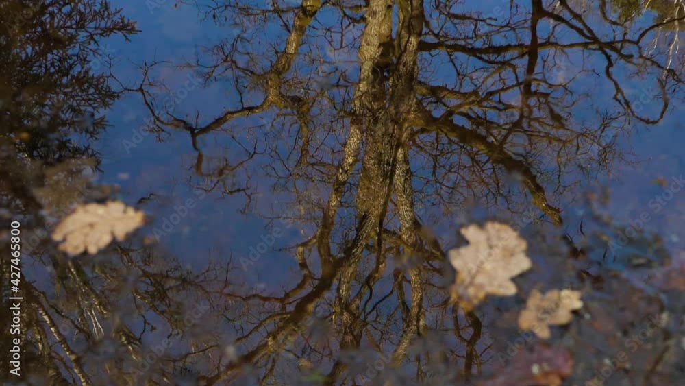The oak reflects in the water. The oak branches are visible in the reflection of the water The oak reflects in the water. The oak branches are visible in the reflection of the water