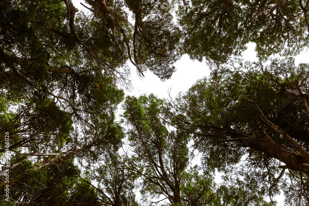 Fototapeta premium trees in the forest