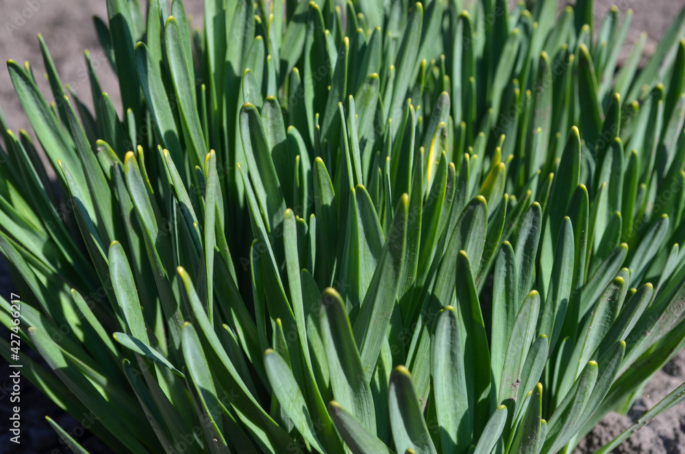 Obraz premium Close up picture of daffodils bush leaves, without flowers. Narcissus flowers bush in the garden. Green plant macro picture. 