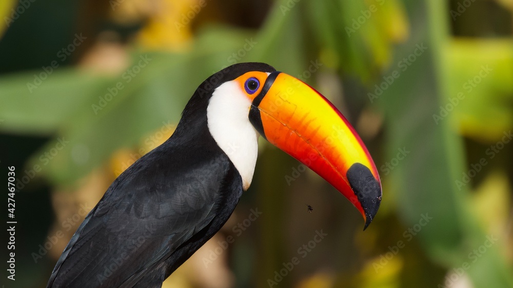 Obraz premium Toco Toucan 