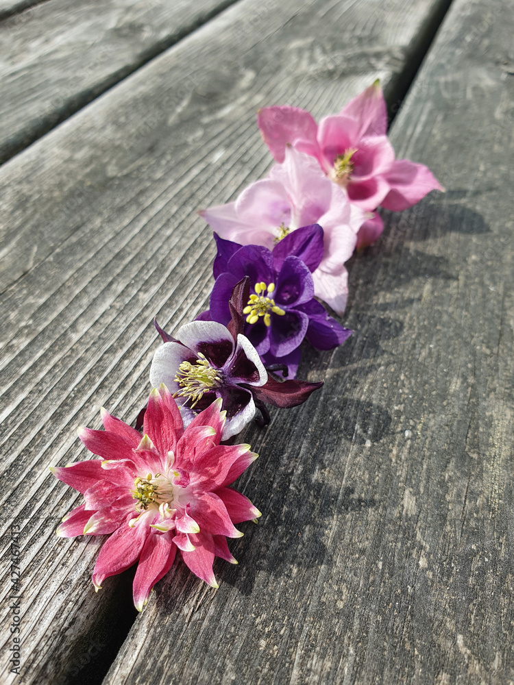 Fototapeta premium Two years seed flowers (Akleja, Aquilegia European columbine, common columbine, granny's nightcap, granny's bonnet) in different colors. Old wooden patio floor in the background.