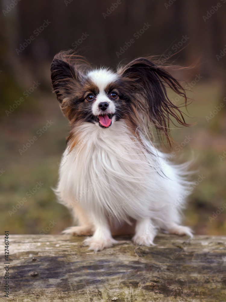 papillon dog sit on a log in spring  or autumn at sunset. The cute dog with white brown hair is in the autumn in park. Papillon Butterfly Dog. Papillion