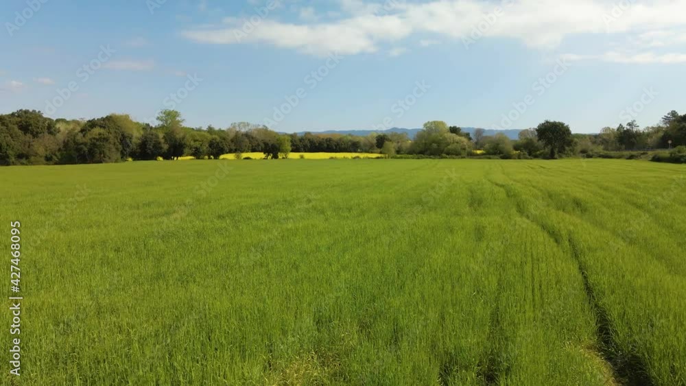 Aerial images with drone of a field sown with rapeseed and green grass in Europe Spain yellow flowers Aerial images with drone of a field sown with rapeseed and green grass in Europe Spain yellow flowers