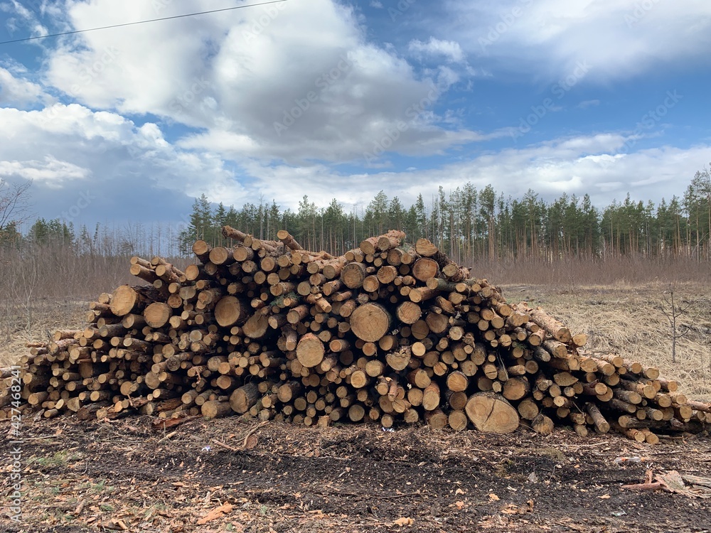 Lumber harvesting. Large stack of firewood for winter heating. Round firewood in one pile. Lumber harvesting. Large stack of firewood for winter heating. Round firewood in one pile.