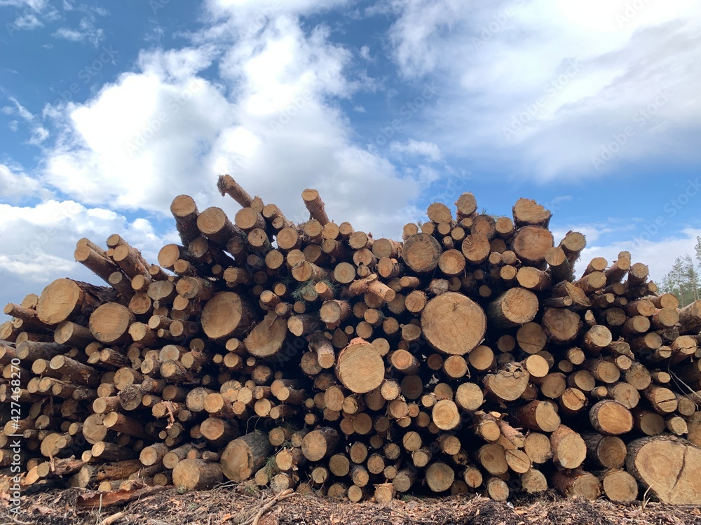 Lumber harvesting. Large stack of firewood for winter heating. Round firewood in one pile.