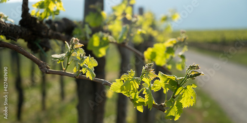 Banner size image of a vineyard in early spring with young leaves and blossoms on vines