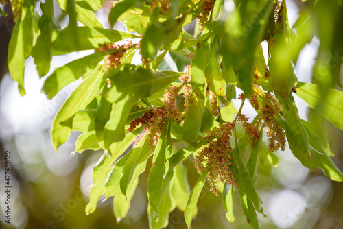 Male flower of Japanese bayberry photo