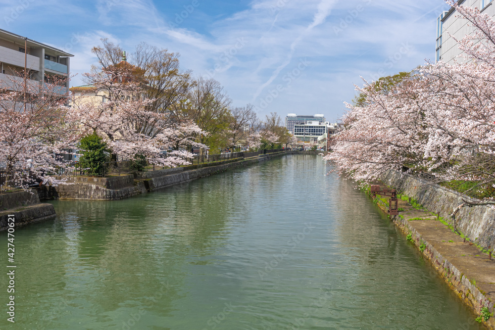日本 京都 岡崎疏水の春と桜景色