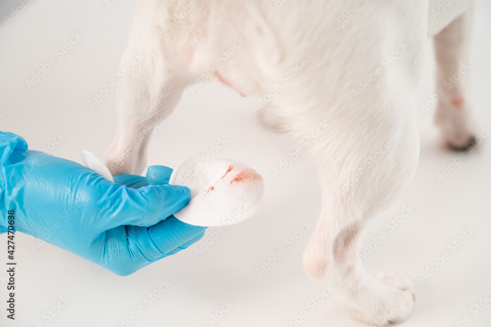 Menstruation in a dog. Closeup veterinarian wipes blood from genitals