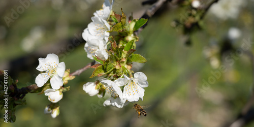 honey bees polinate white cherry blossoms - banner size © Samo Trebizan