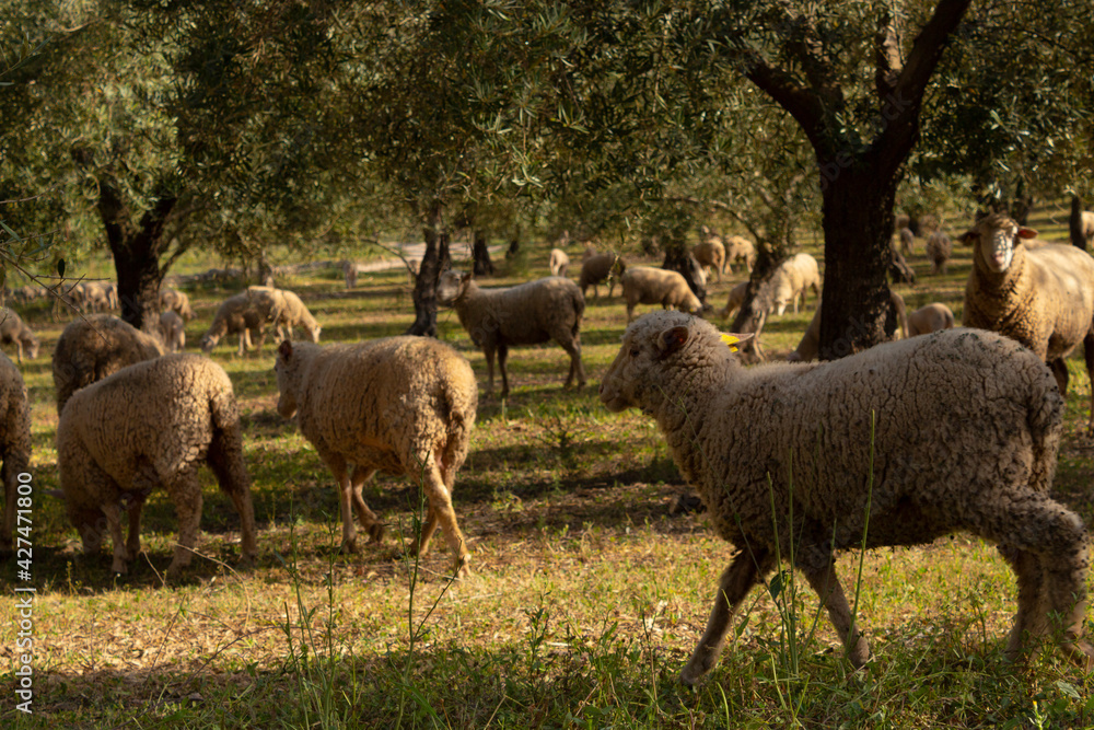 Fototapeta premium Free sheep in the mountains