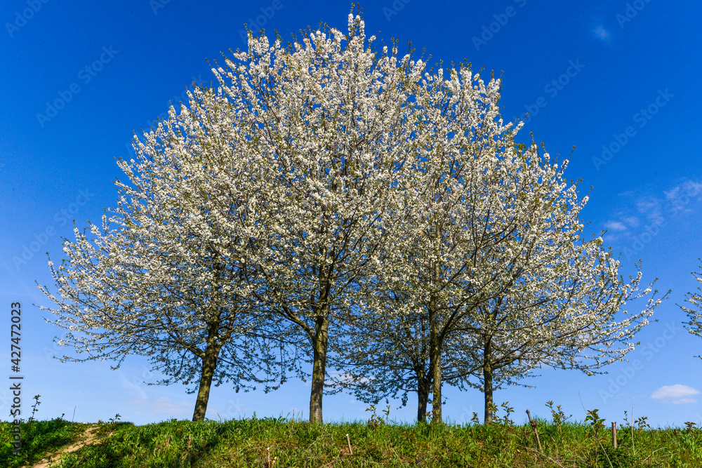 Cerisier, fleur, printemps, Prunus cerasus