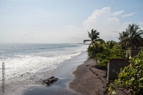 trees on the beach