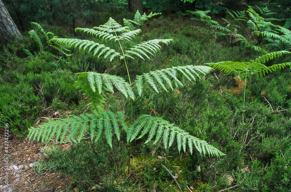Fougère femelle, Athyrium filix femina Fougère femelle, Athyrium filix femina