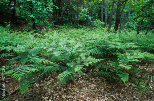 Fougère femelle, Athyrium filix femina photo