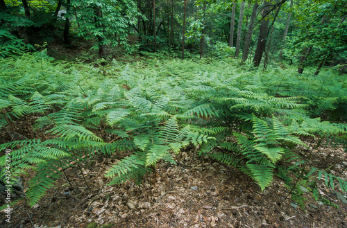 Fougère femelle, Athyrium filix femina photo