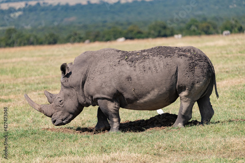 white rhino in the Maasai Mara savannah