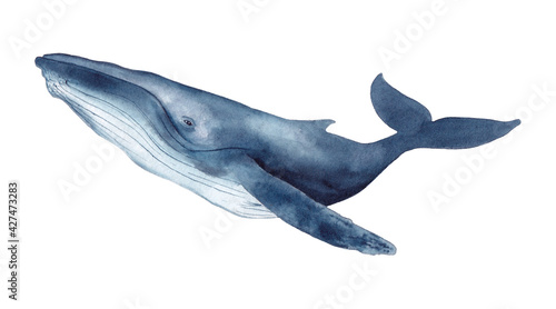 Whale watercolor illustration isolated on white background