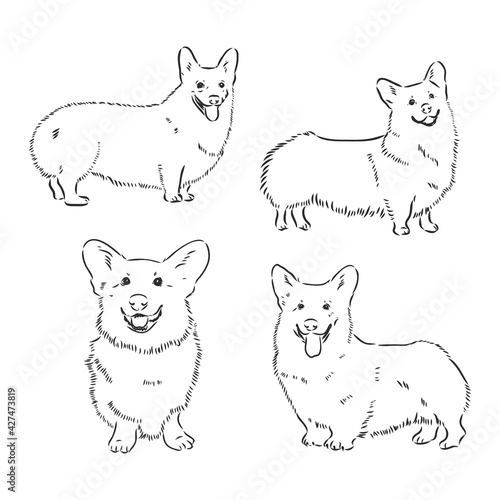 Vector portrait of welsh corgi pembroke. Hand drawn domestic dog illustration. Vector illustration for decoration, design logotype, leaflet, catalog, pet shops, veterinary clinics