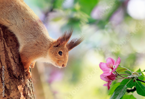cute red squirrel sits on an apple tree among pink flowers in a warm spring g...