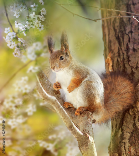 cute red squirrel sits on a cherry tree among white flowers in a spring warm ...