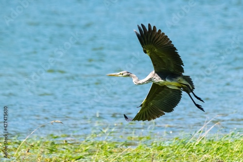 Flight of grey heron in the wild