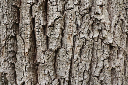 tree trunk bark, texture