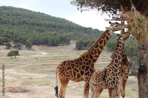 Photography Giraffe