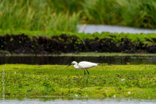 view of little egret on a lake photo