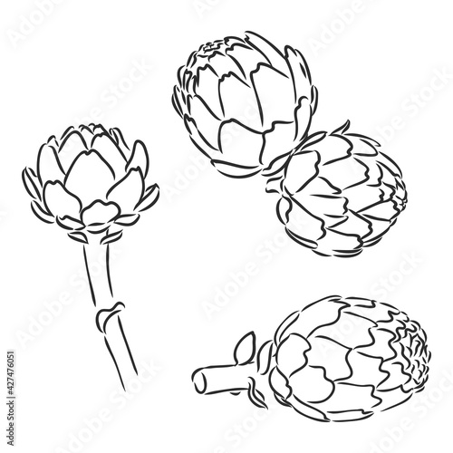 vector set of engraving illustration green vegetables artichoke on white background