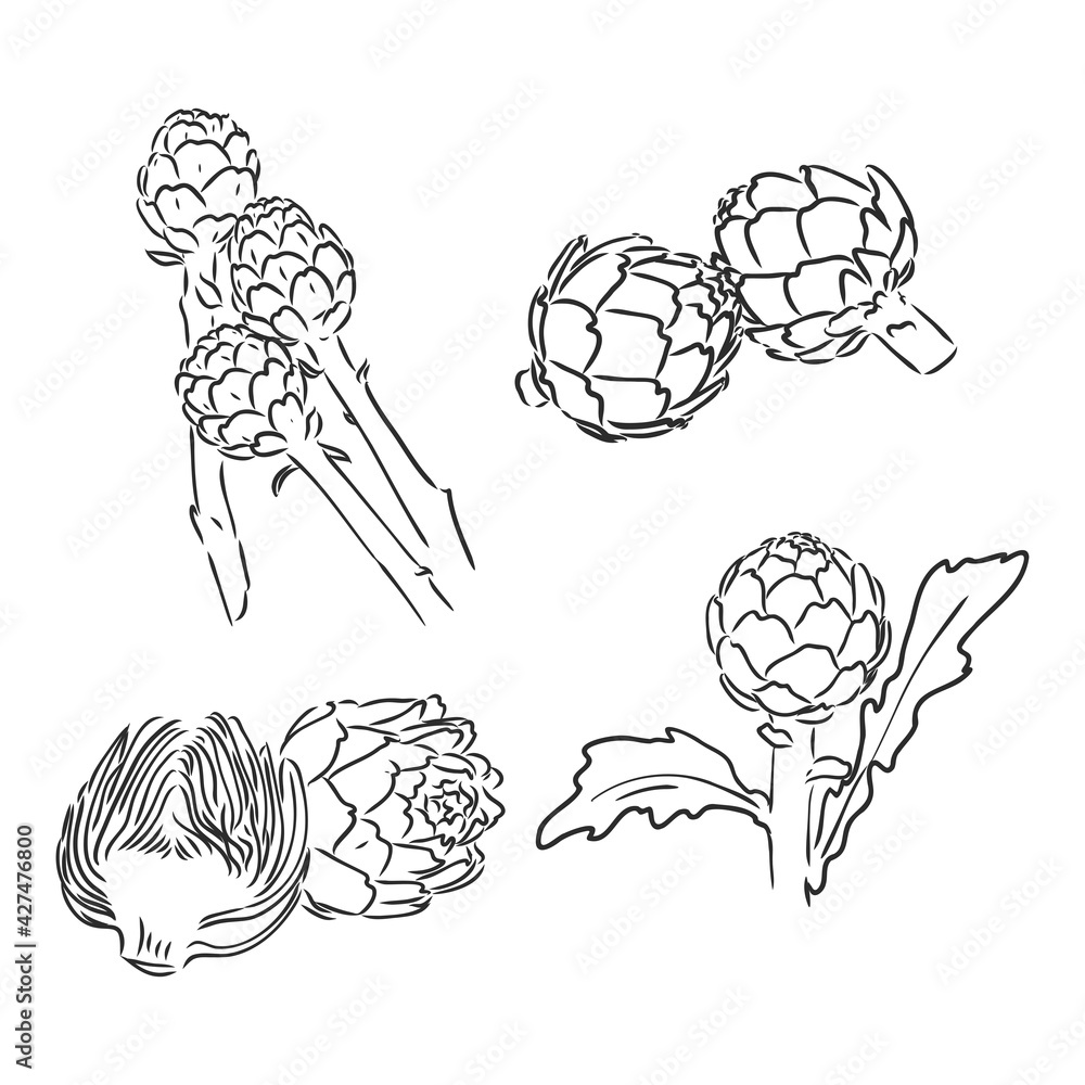 Fototapeta premium vector set of engraving illustration green vegetables artichoke on white background
